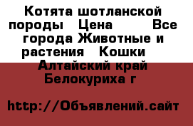 Котята шотланской породы › Цена ­ 40 - Все города Животные и растения » Кошки   . Алтайский край,Белокуриха г.